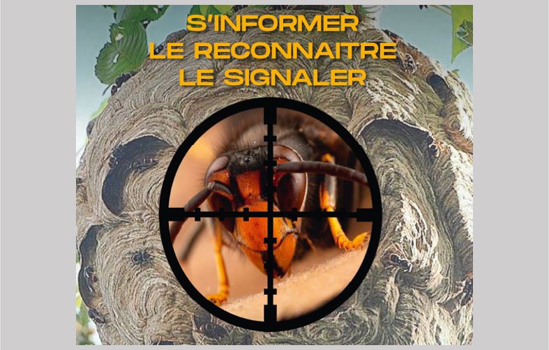 FRELON ASIATIQUE : S’informer, le reconnaitre, le signaler !