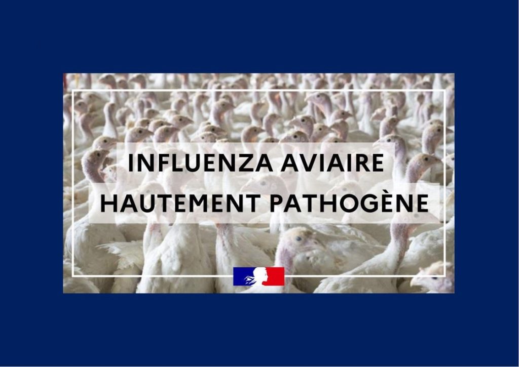 INFLUENZA AVIAIRE HAUTEMENT PATHOGÈNE : passage au niveau « modéré » pour renforcer la protection des élevages avicoles